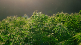 На Украине предложили выращивать марихуану